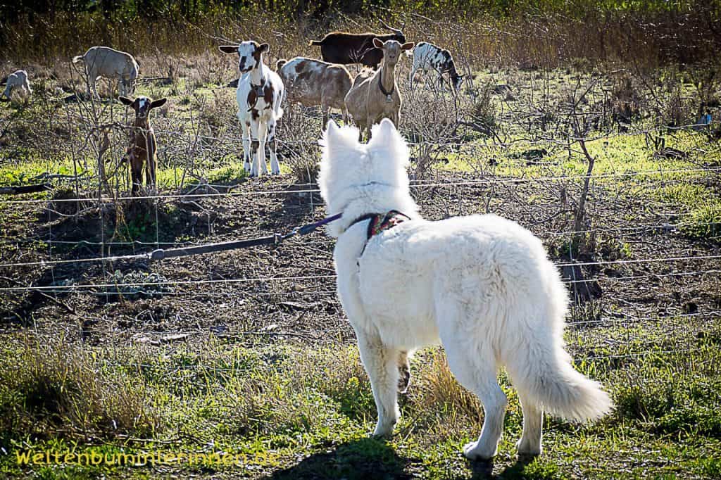 2018-01-15 15-06-51 wp