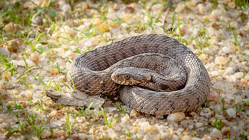 Kanada in Portugal - allzeit-bereift.de - Steyr 680