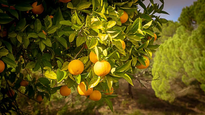 Gedanken zum Jahresendzeitfest