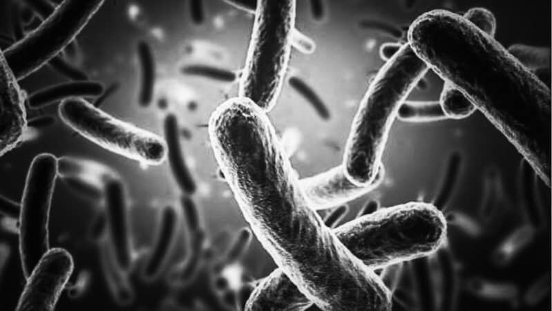 Allzeit-Bereift.de Wasser Camper Bakterien