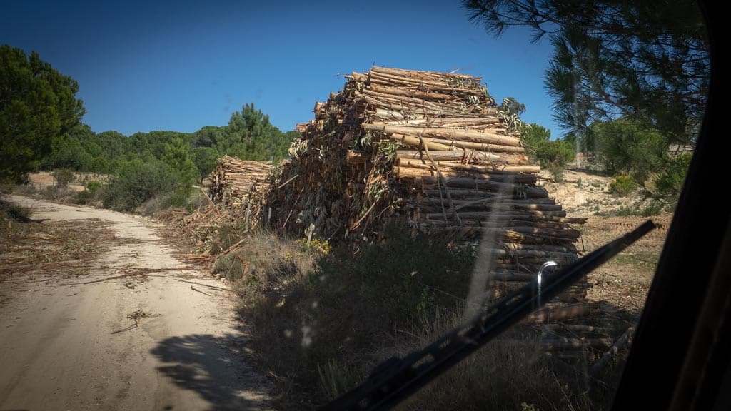Holzstapel am Stausee Montargil