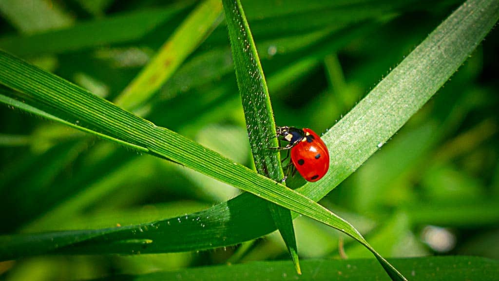 Sonnenlämmchen in Portugal