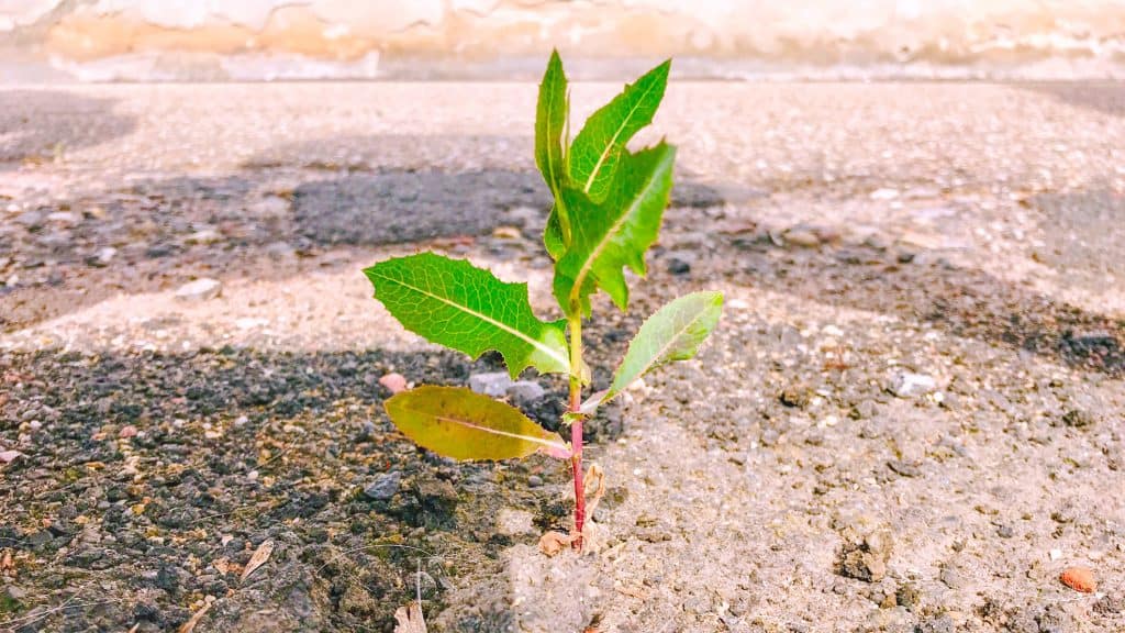 Achtsamkeit beim Bloggen – Warum nur Video nicht immer das Beste für alle ist