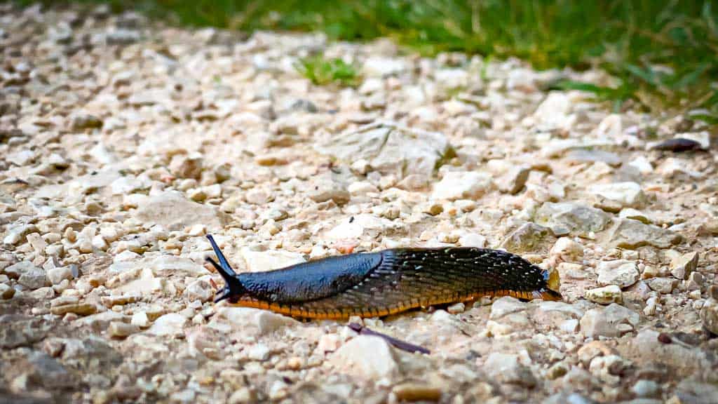 Schnecke auf einem Kiesweg