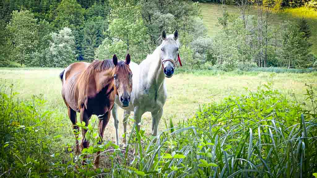 Quer durch Europa 04 Slowenien Black Pearl und Allzeit-Bereift