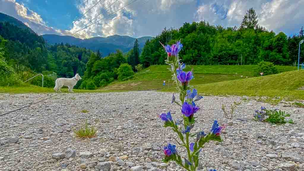 Quer durch Europa 06 Slowenien Black Pearl und Allzeit-Bereift