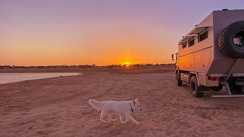 black-pearl-am-barragem-do-caia-mit-luna Black Pearl und die weiße schweizer Schäferhündin Luna Barragem do Caia in Portugal