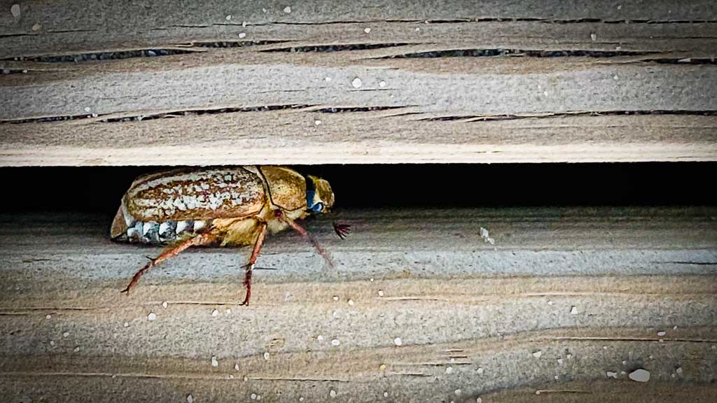 junikäfer-im-juli Junikäfer im Juli, aufgenommen in Costa de Lavos