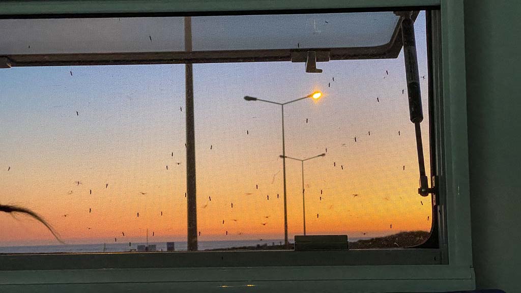 Mücken am Fliegengitter begehren Einlass