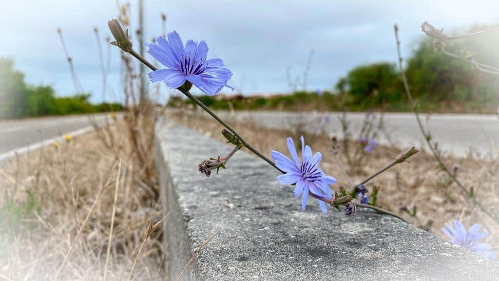 Blümchen am Wegesrand