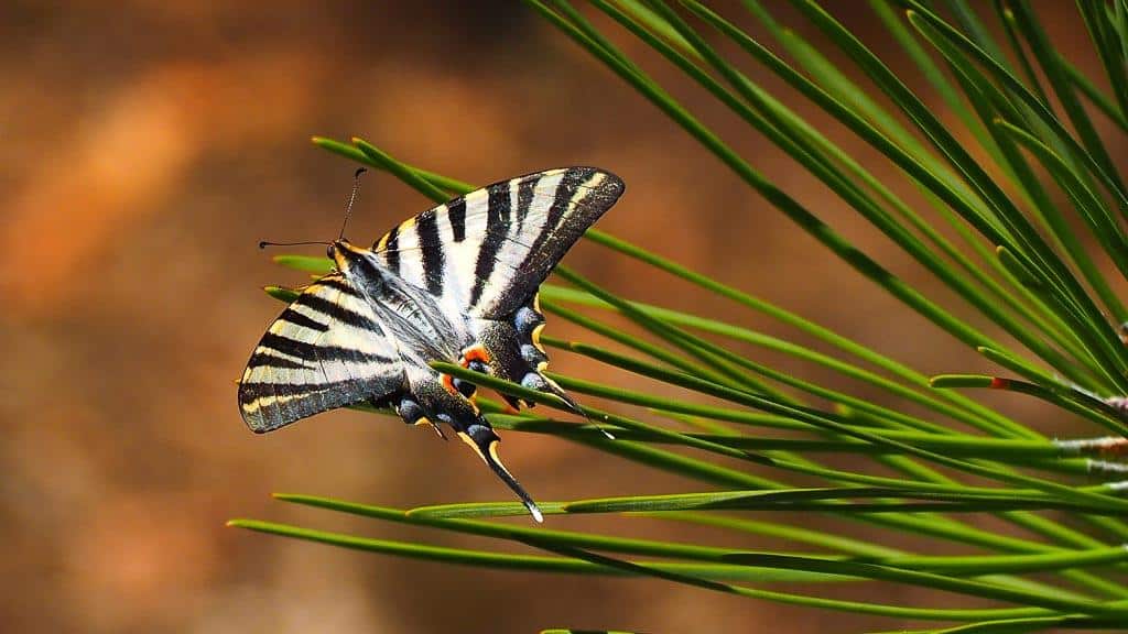 Abwärts gehts immer