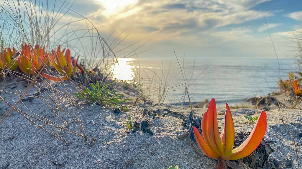 2020-09-12 18-16-45-1024 Vom Feuerlöschteich zurück ans Meer
