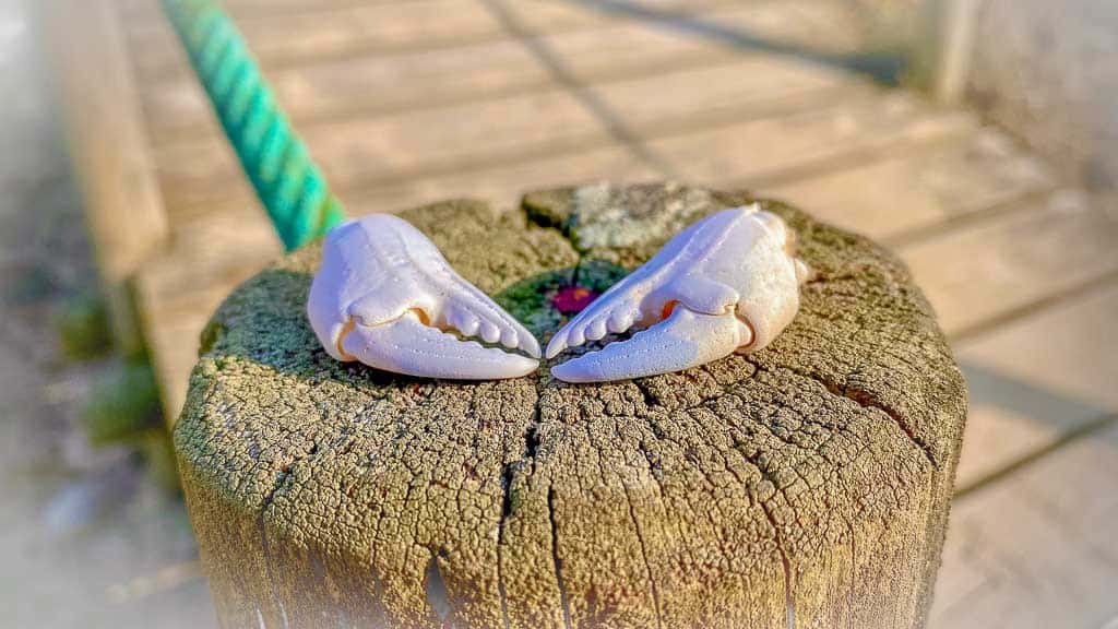 2020-09-16 17-09-22-3-1024 Vom Feuerlöschteich zurück ans Meer