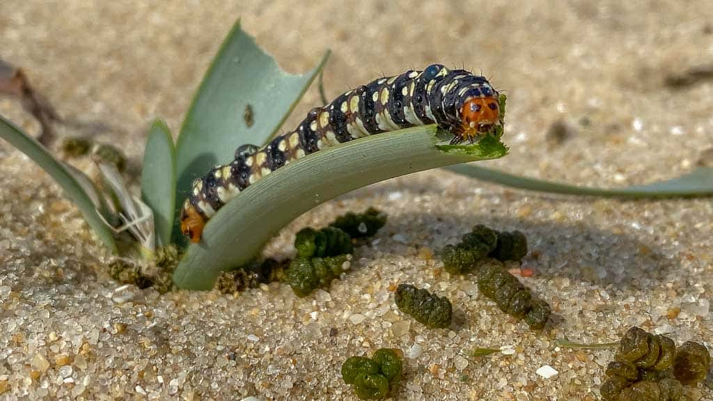 Costa de Lavos, Portugal