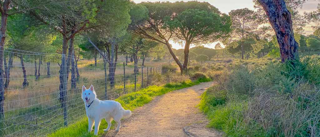 Stellplatzhopping mit der Black Pearl von Allzeit-Bereift