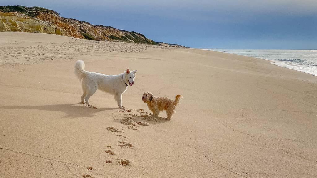 Im Winter und innerhalb der Woche sind portugals Strände dieses Frühjahr größtenteils menschenleer, so dass große und kleine Hunde ihren Spaß haben.