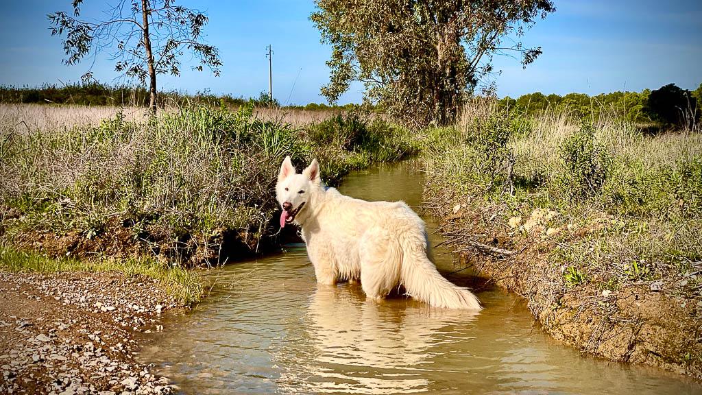 Allzeit-bereift.de Luna in der Pfütze