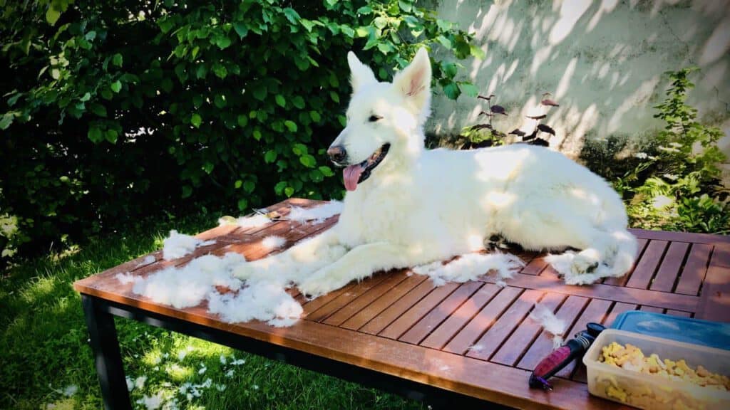 Luna nach dem Scheren