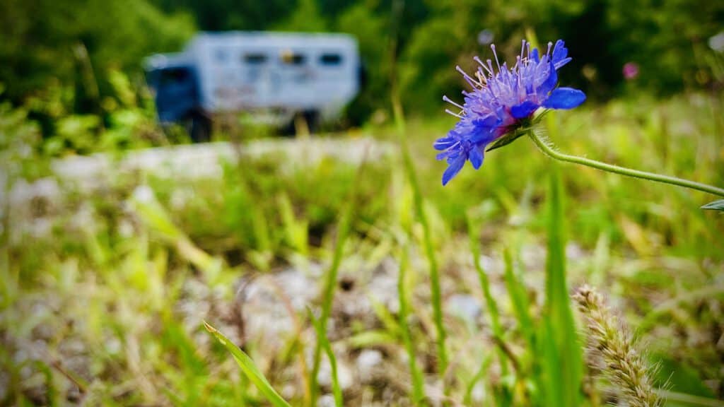 Black pearl im Hintergrund, Blume im Vordergrund