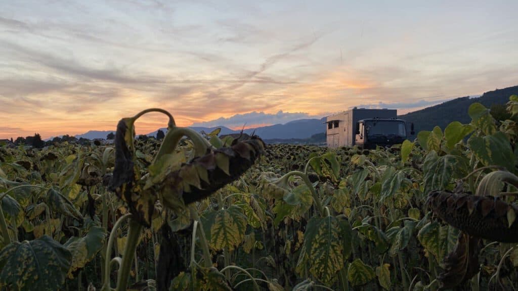 Black-Pearl-hinter-Sonnenblumenfeld Sonnenblumenfeld im Vordergrund MB1222AF im Hintergrund