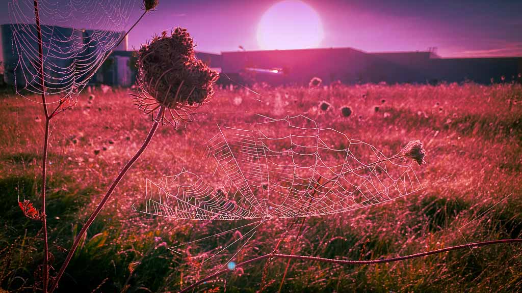 Spinnennetz im Gegenlicht