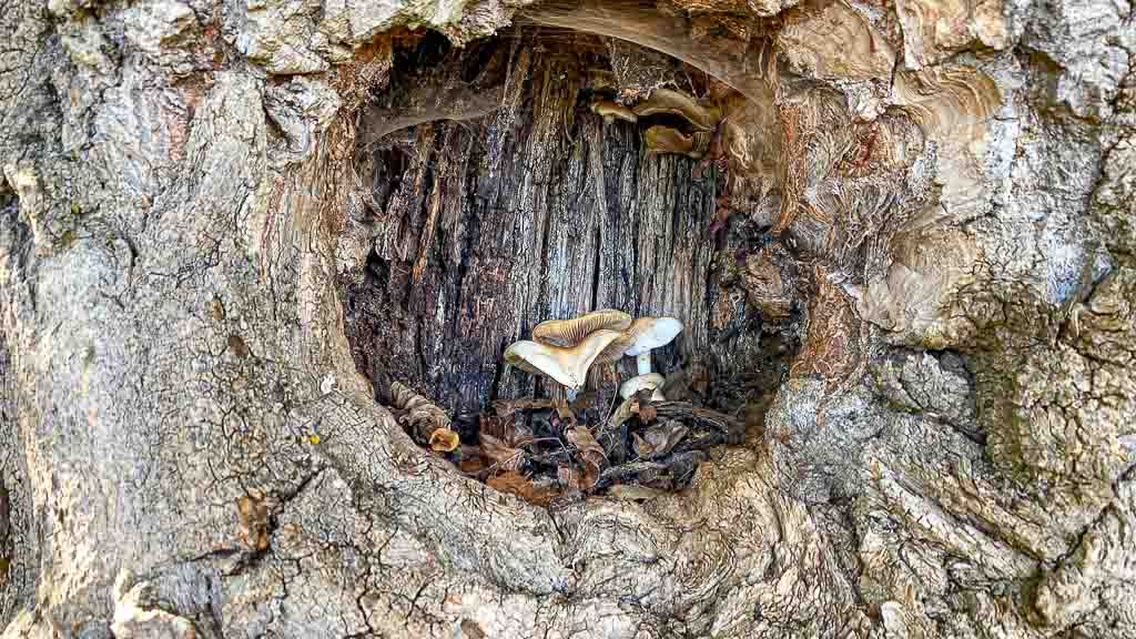 Winterziel Portugal: Natur auf der Durchreise Winterziel Portugal: Natur auf der Durchreise