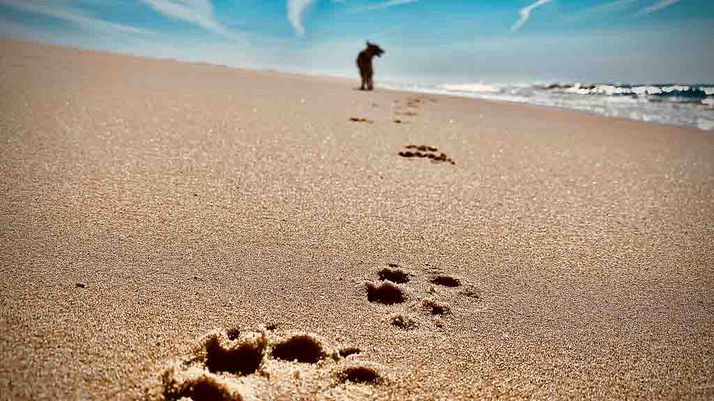 Strand von Costa de Lavos Strand von Costa de Lavos