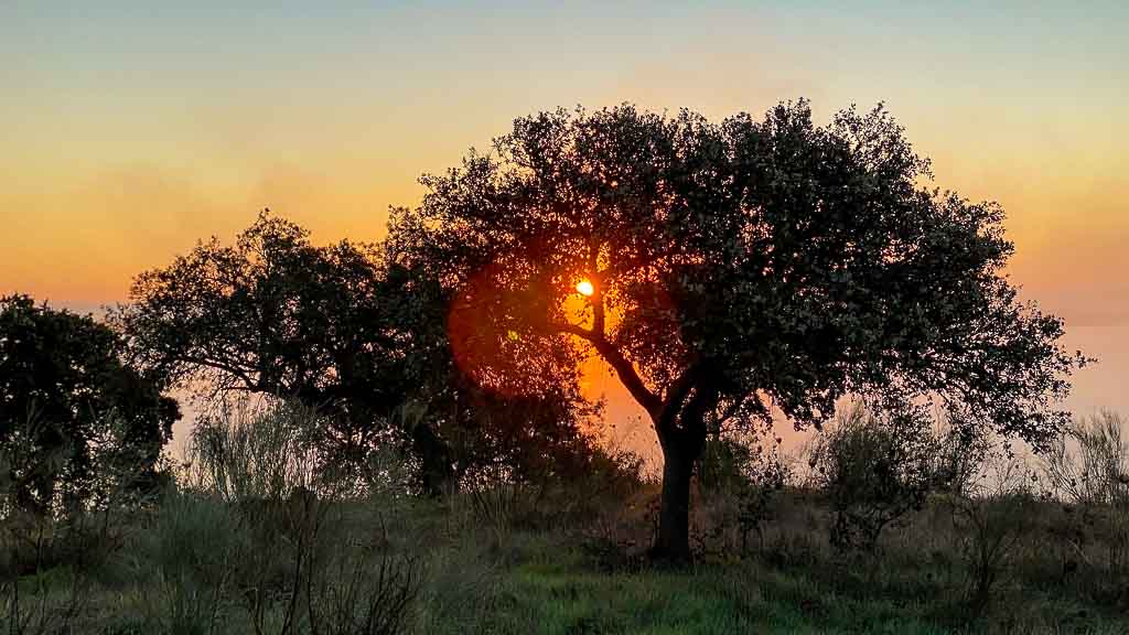 Baum mit dahinterstehender untergehender Sonne