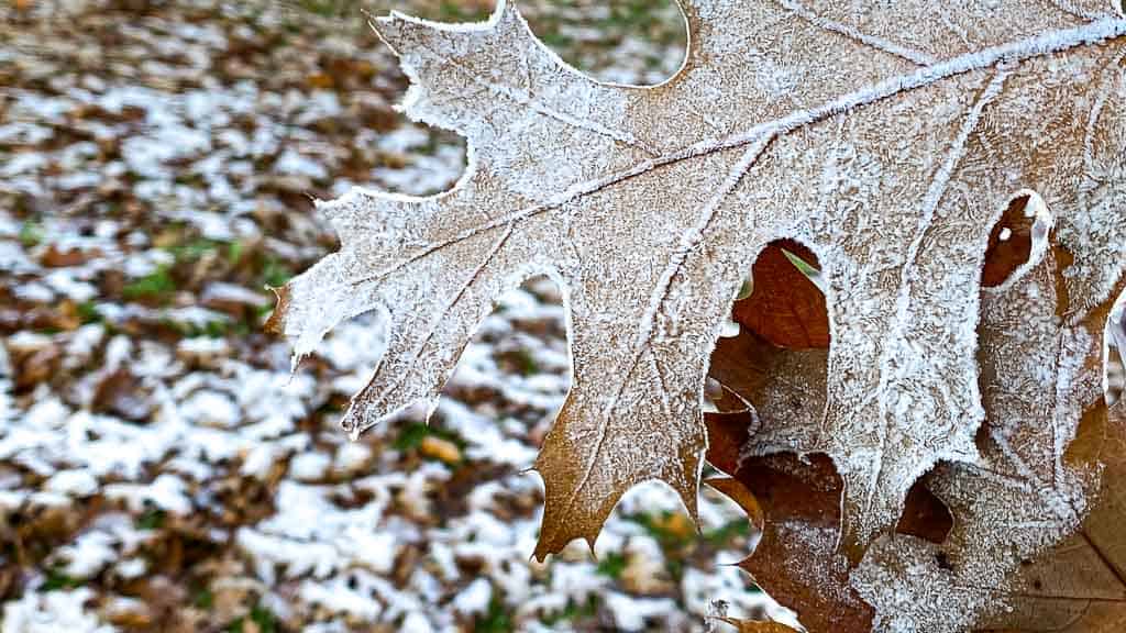 Gefrorenes Blatt am Morgen