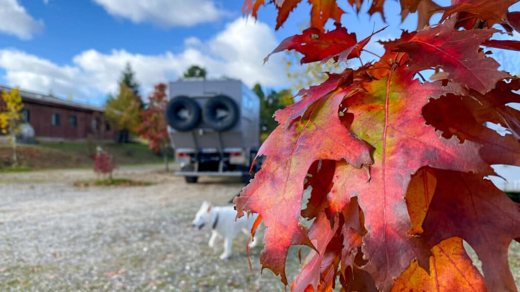 Herbstlaub im Vordergrund, Black Pearl im Hintergrund