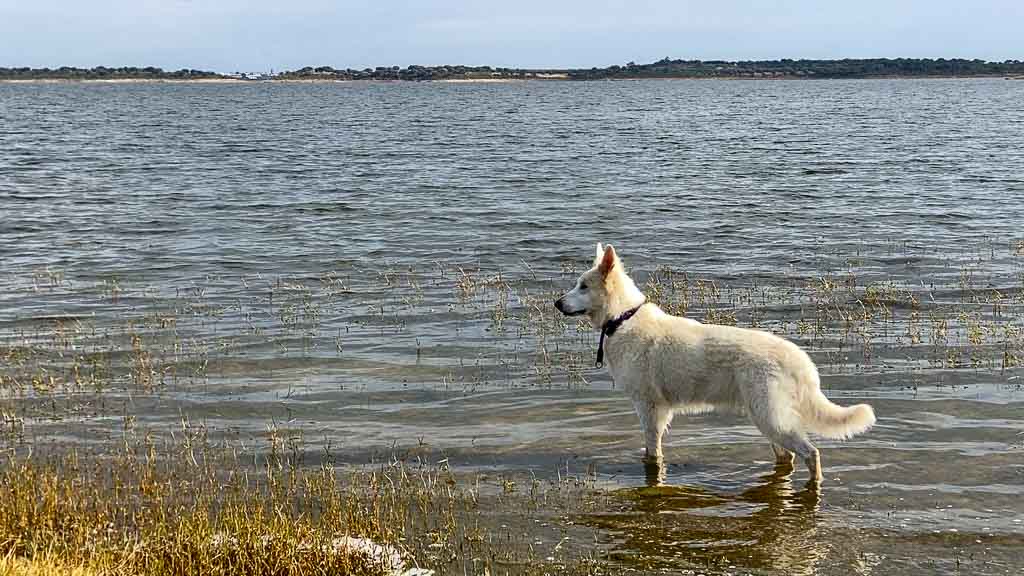 Weiße Schäferhündin steht mit den Füßen im Wasser