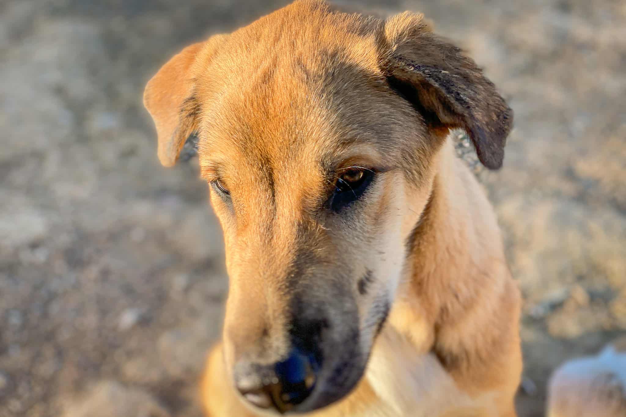 Fundhund Strolch in Auflösung 2048