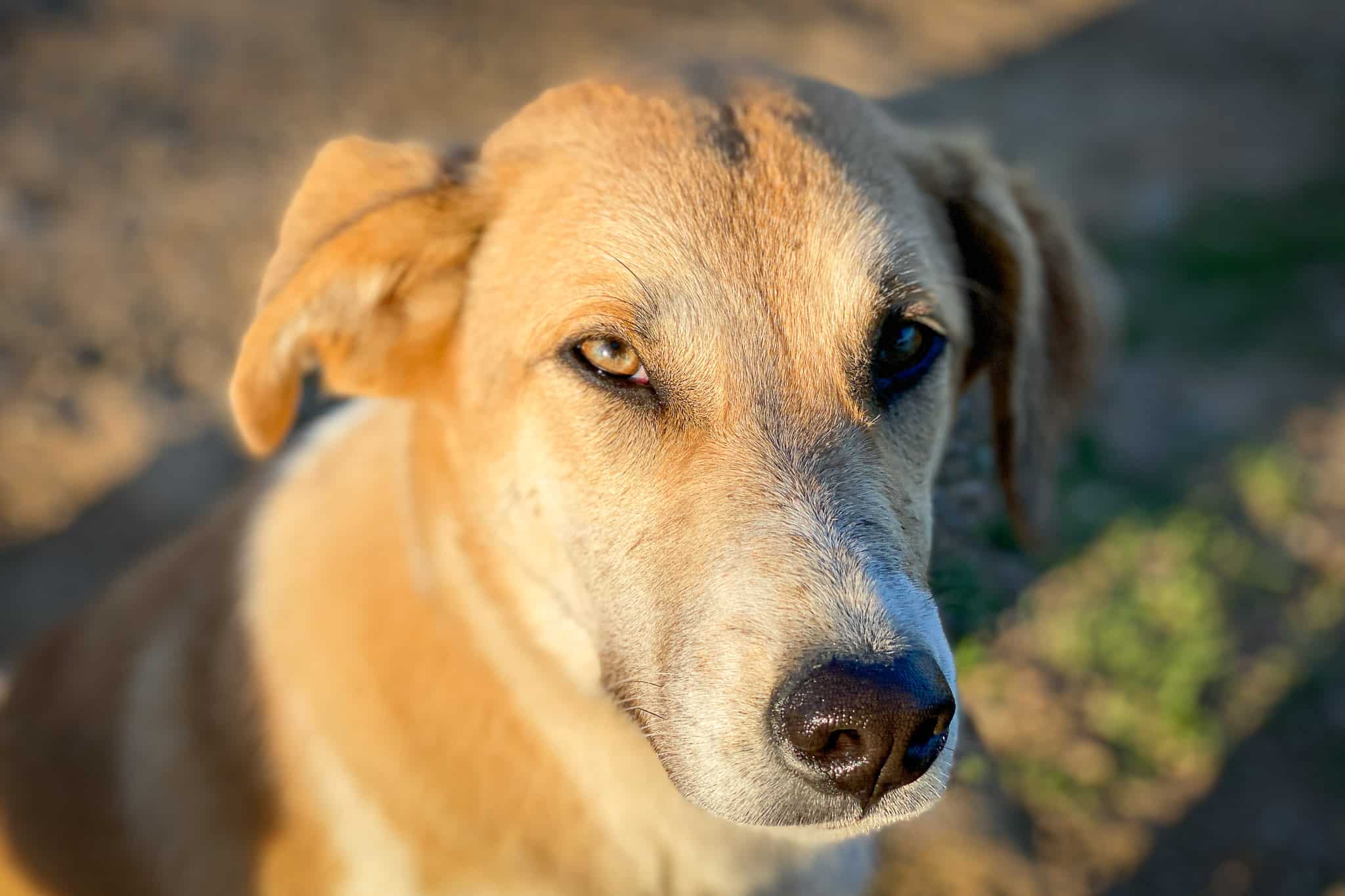 Fundhund Susi in Auflösung 2048