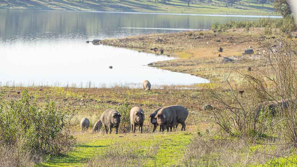 Schweinerotte am Stausee in Portugal