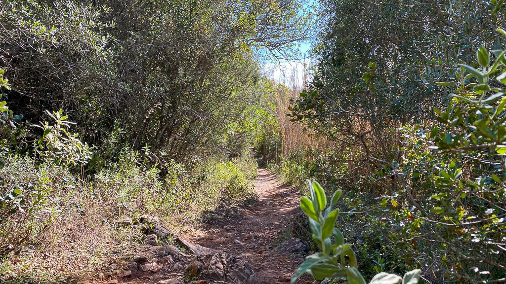 Verschlungener Pfad am Bambusbach
