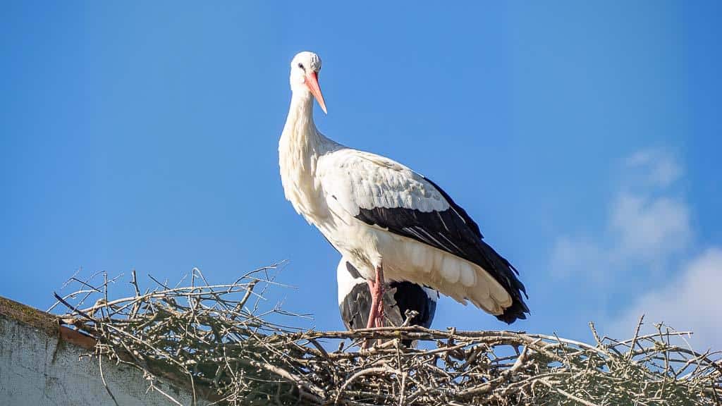 Storch zum Anfassen