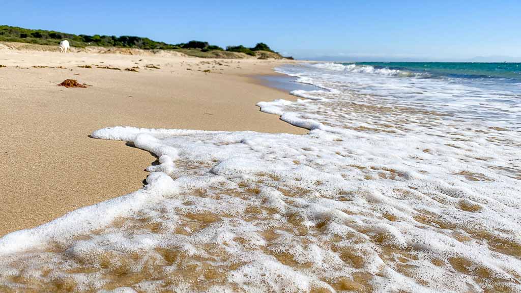 Wellen am Strand mit Hund im Hintergrund
