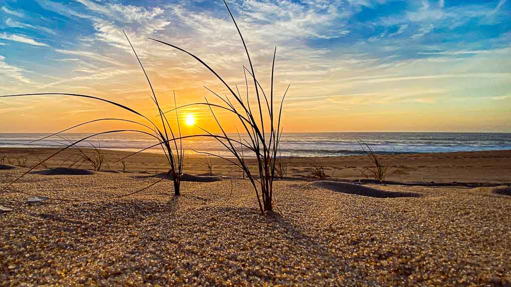 Sträucher am Strand