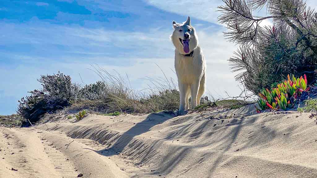 Luna im Sand