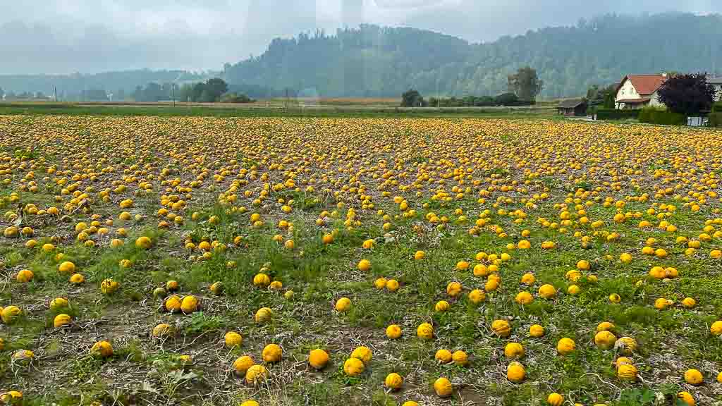 Kürbisfeld Kürbisfeld in Österreich