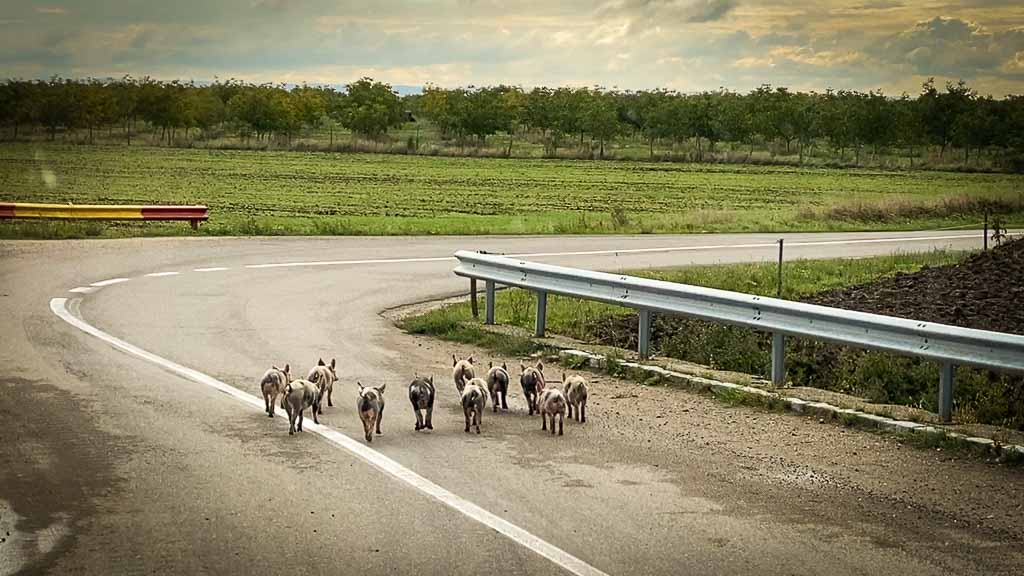 Schweinerei auf der Straße in Rumänien