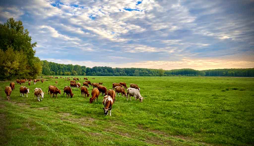 Tierischer Besuch - Die Kühe vom anderen Ende der Weide