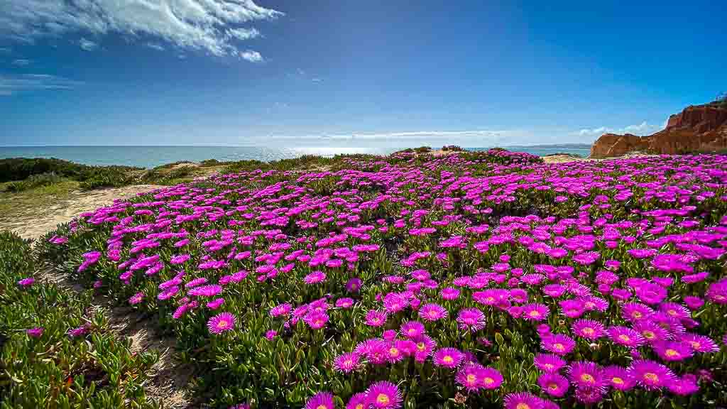 Vanlifers Freude - Blütenpracht an der Algarve