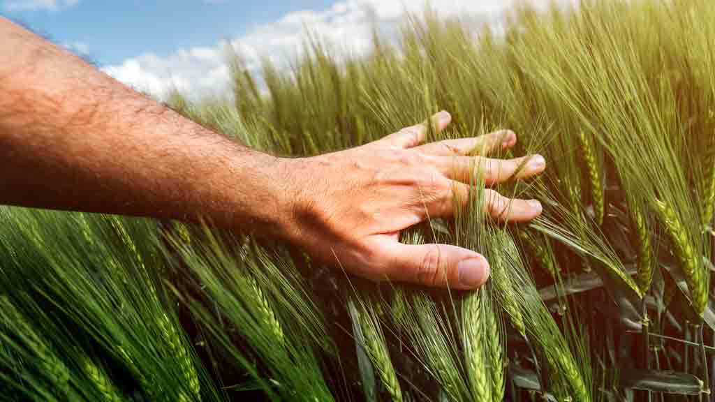 Hand im Weizenfeld