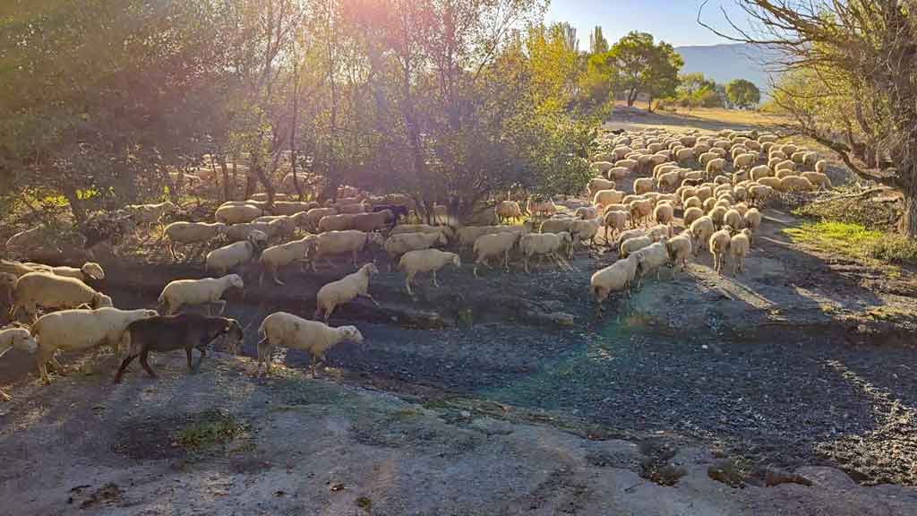 Tierischer Besuch in Esco