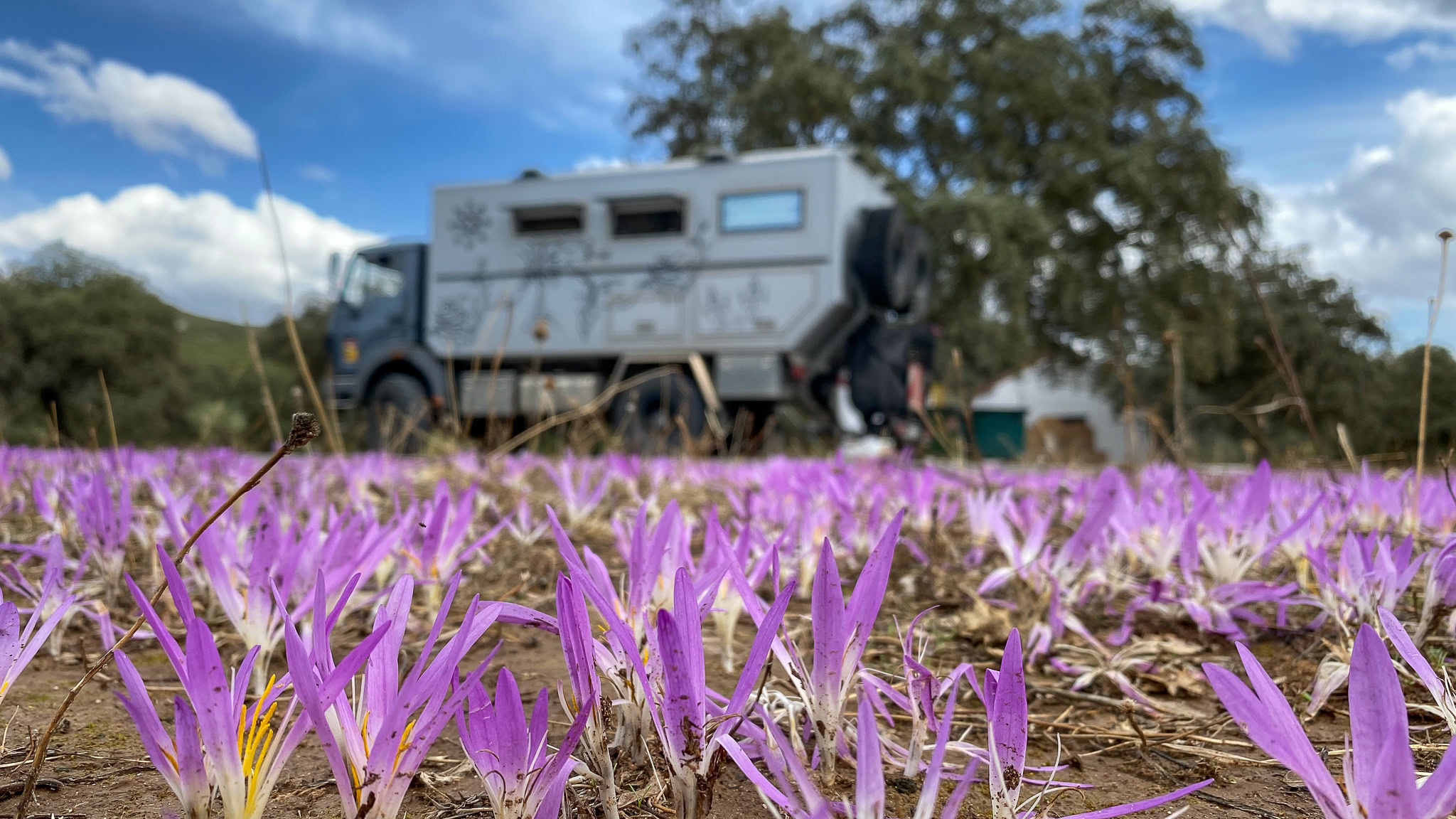 Black Pearl hinter lila Blüten