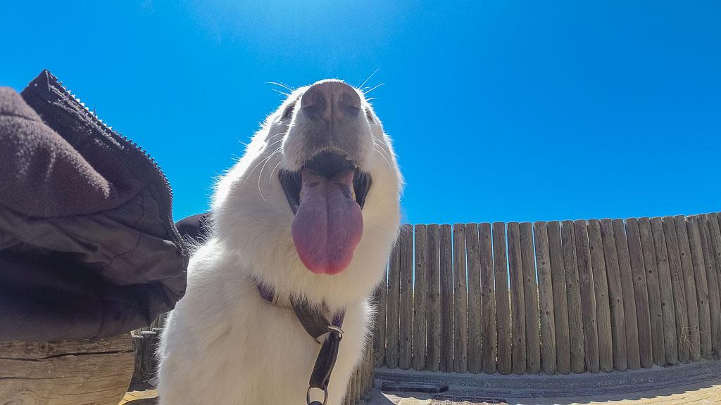 Weiße Schäferhündin Luna streckt die Zunge heraus