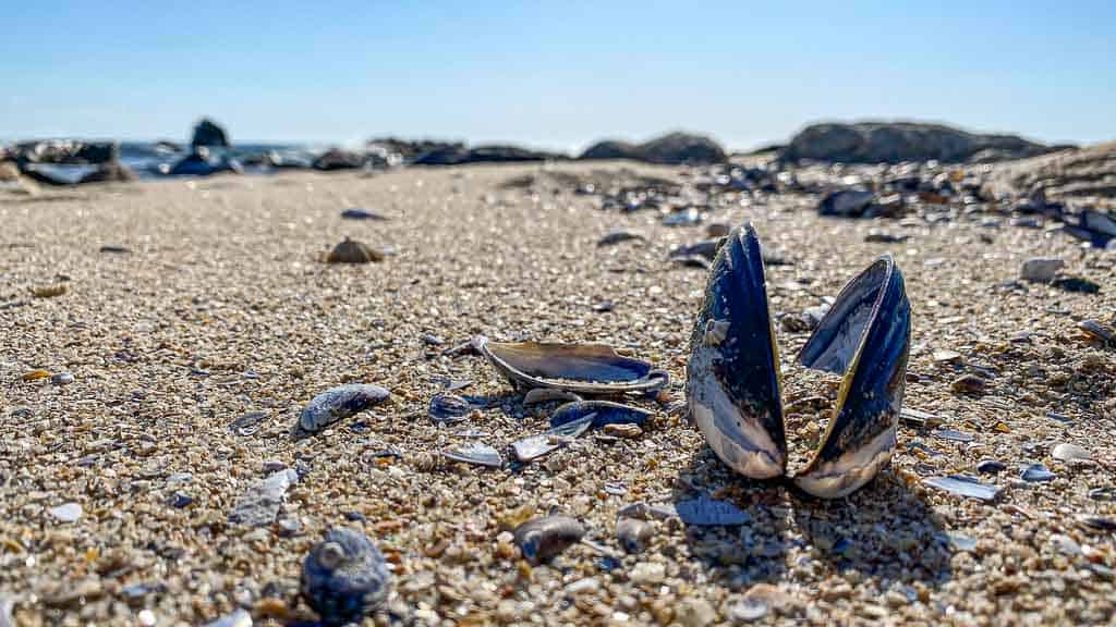 Nordspanien Muscheln am Strand bei Guarda