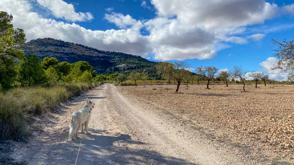 Feldweg mit Luna bei Yecla Kompass Süden